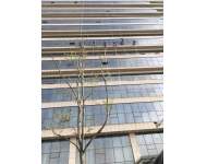 高鐵科創(chuàng)中心外墻清洗